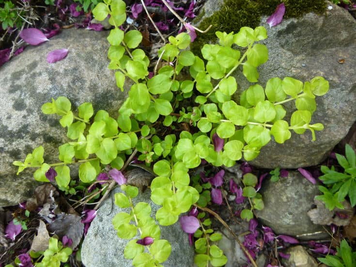 Groundcover, Creeping Jenny ~ Moneywort ~ Lysimachia nummularia ~ Trailing plant