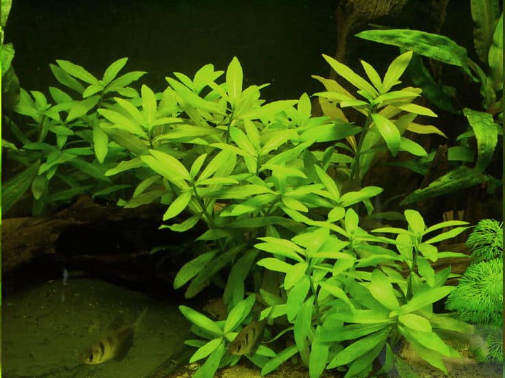 Aquarium Fish - Gymnocorymbus ternetzi Plant - Hygrophila polysperma