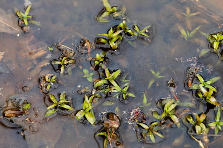 Water purslane, also known as marsh seedbox, grows in a stream at Jug Bay Wetlands Sanctuary in Lothian, Md., on April 9, 2019. (Photo by Will Parson/Chesapeake Bay Program)