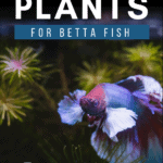 27 Of The Best Plants For Betta Fish - Pin