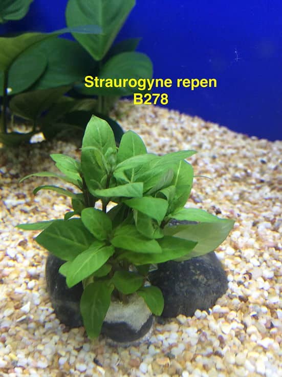 Staurogyne repen - Bundle Plant B278