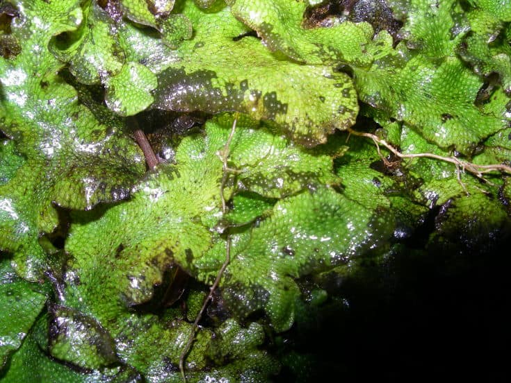 Overleaf pelia liverwort