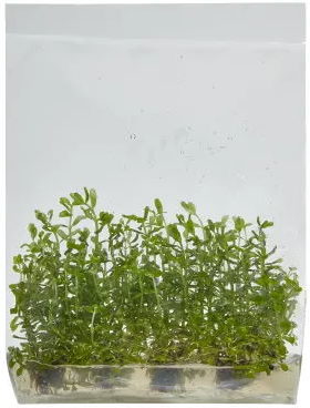 Rotala rotundifolia - Tissue Culture Plant