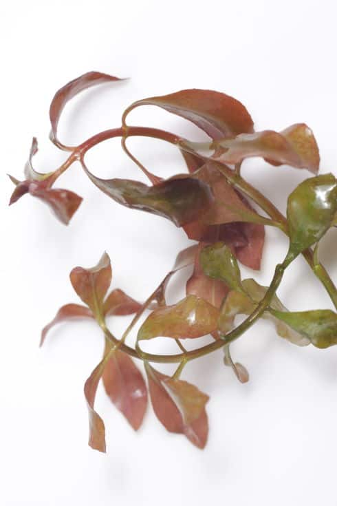Ludwigia repens also known as Water Primrose, a freshwater aquarium plant originated from North America