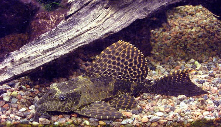 Sailfin pleco (Pterygoplichthys gibbiceps) in a fish tank