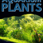 Best Low and Medium Light Aquarium Plants - pin