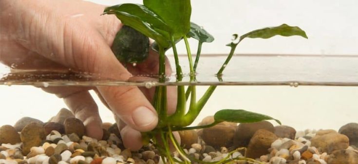Close up shot of hands putting plants on the low water aquarium.