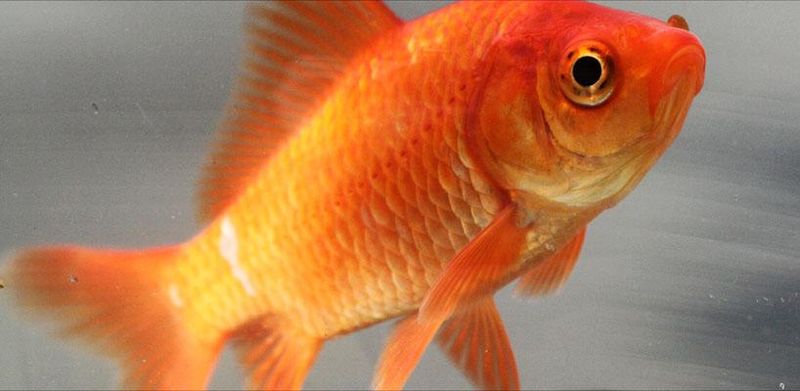 Common Goldfish aka Feeder Goldfish