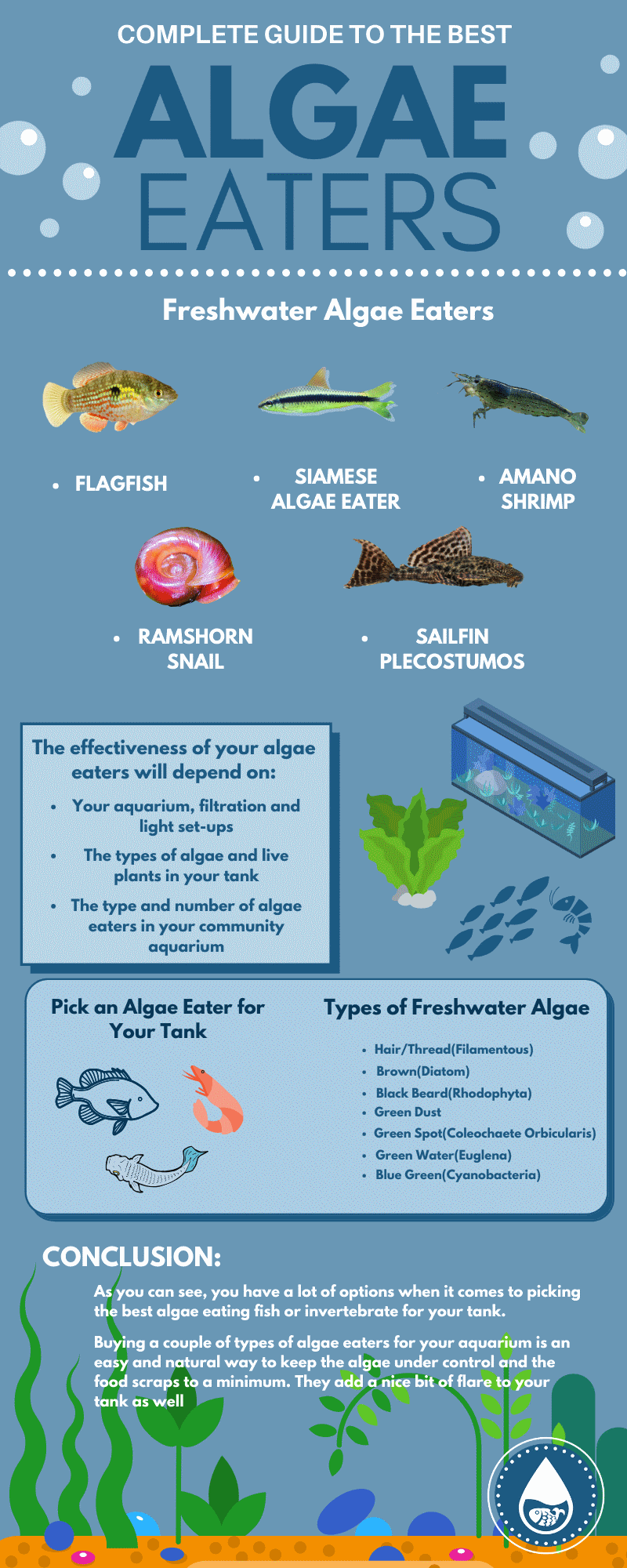 Complete Guide to the Best Algae Eaters - infographics
