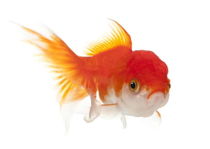Lionhead goldfish, Carassius auratus, in front of white background