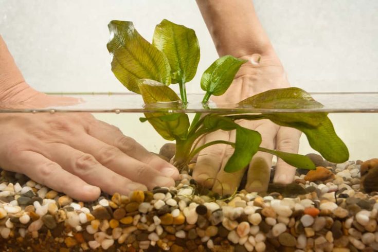 hands of aquarist planting water plant echinodorus in new aquarium
