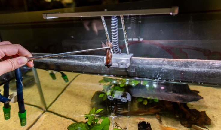 image of black goldfish died in freshwater aquarium tank.