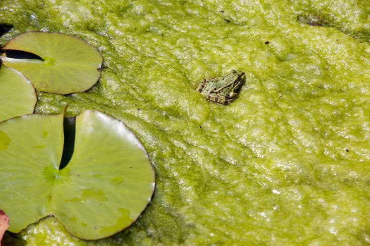 Common frog (Rana esculenta, Syn. Pelophylax esculentus) basking on a carpet of algae from filamentous algae