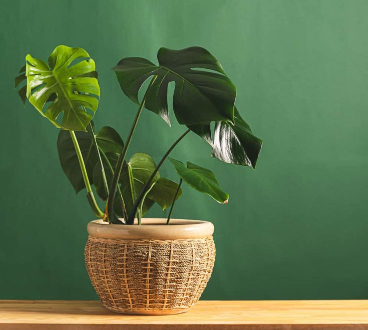 Tropical flower monstera plant with large leaves in ceramic potted on a wooden table against the background of a green wall. The concept of nature and clean air. Copy space. Horizontal frame