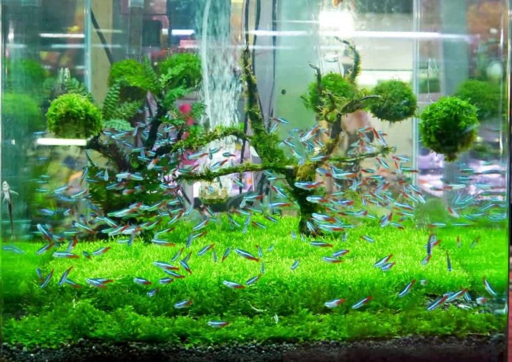 A green beautiful planted tropical fish tank.