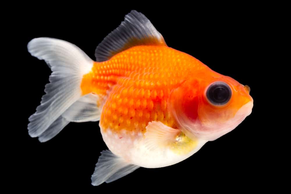 Pearlscale Goldfish Isolated On Black High Quality Studio Shot Manually Removed From Background So The Finnage Is Complete