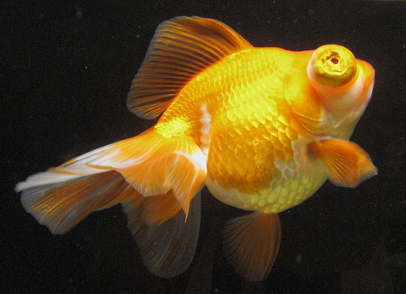 Dragon Eye Goldfish