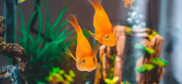 Gold fishes in aquarium