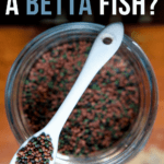 How Often Do You Feed A Betta Fish - pin