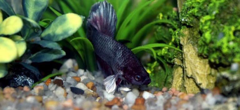Black Betta fish at the bottom with pebbles and plants