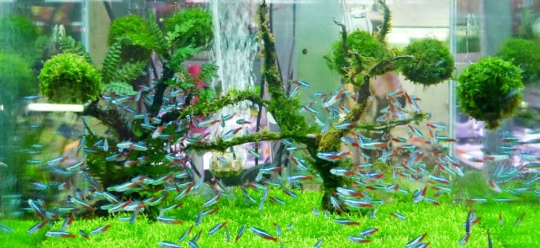 Aquarium with small fishes and a beautiful aquascape.