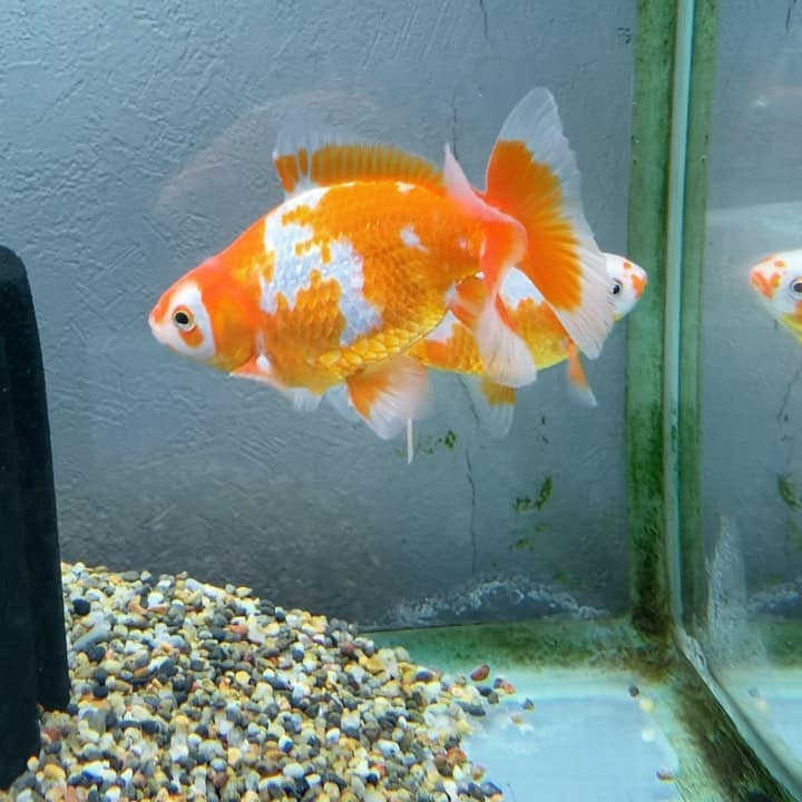 Jikin or Peacock Goldfish