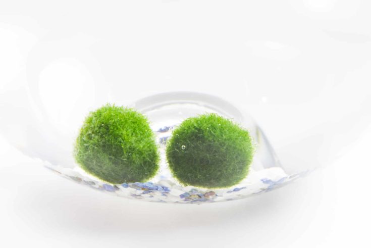 japanese marimo mossball green algae in glass of water