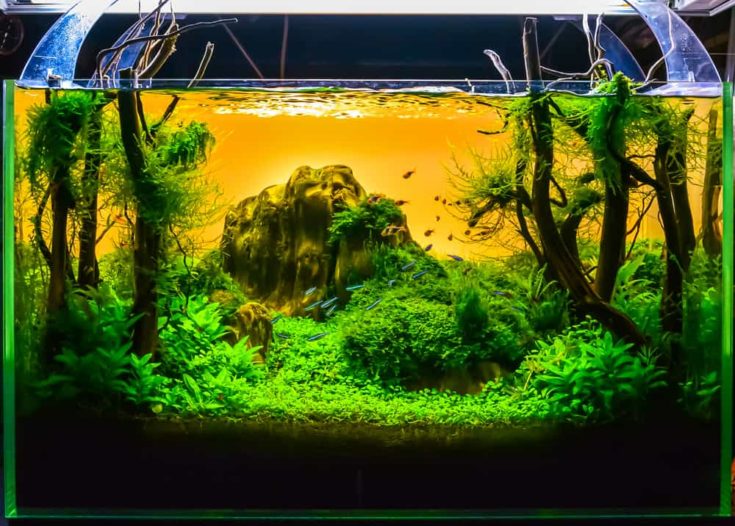 close up image of underwater landscape nature style aquarium tank with a variety of aquatic plants inside.