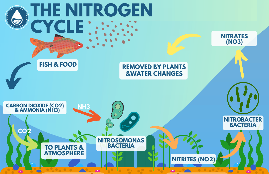 Nitrogen Cycle Diagram