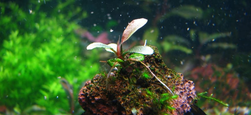 Signs Of Too Much CO2 In Your Aquarium - Aquarium plants on rock.