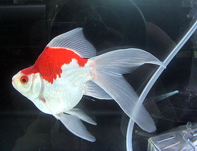 Tamasaba or Sabao Goldfish