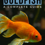 Types of Goldfish—A Complete Guide - Pin