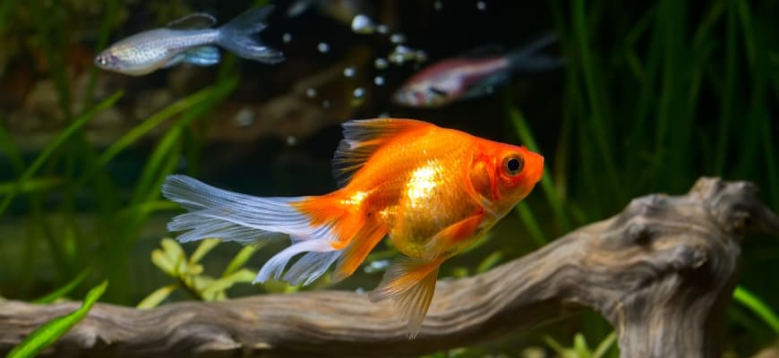 Types of Goldfish—A Complete Guide