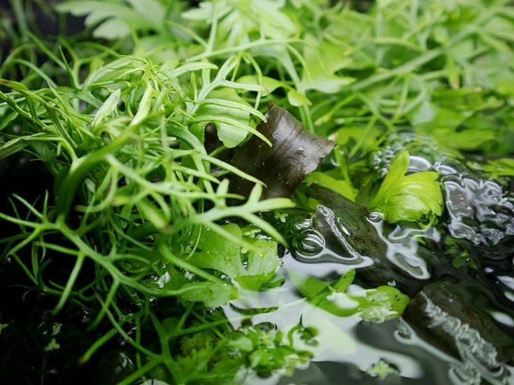 Water fern (Ceratopteris thalictroides?), The form of above-water under a constant humidity in the home pluadrium.