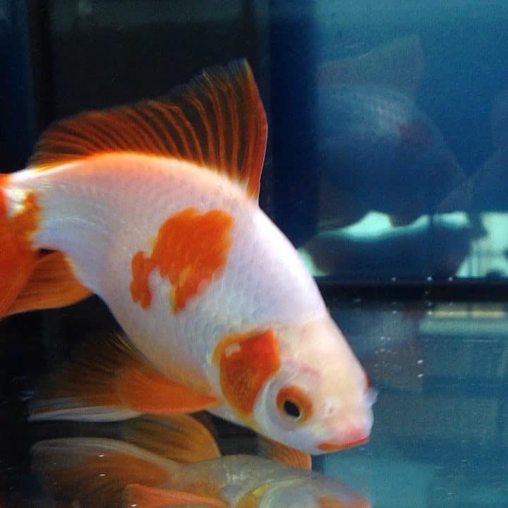 Watonai Goldfish (Wakin Hybrid)