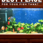 Where’s the best place for your fish tank?- pin