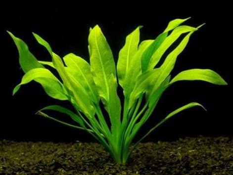 Amazon Sword Paniculatus Potted Live Aquarium Plants