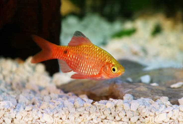 Rosy Barb Pethia conchonius freshwater tropical aquarium fish