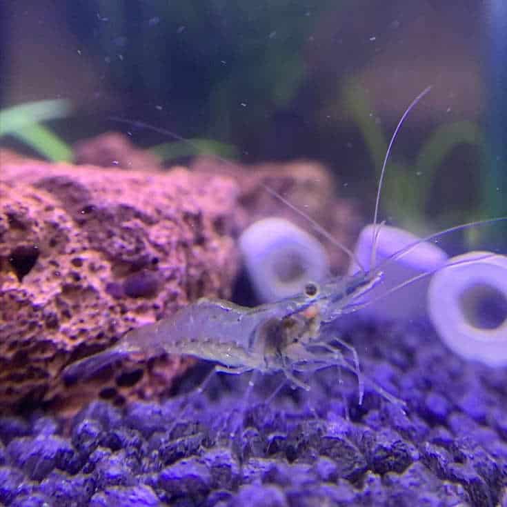 Ghost Shrimp (Glass Shrimp)