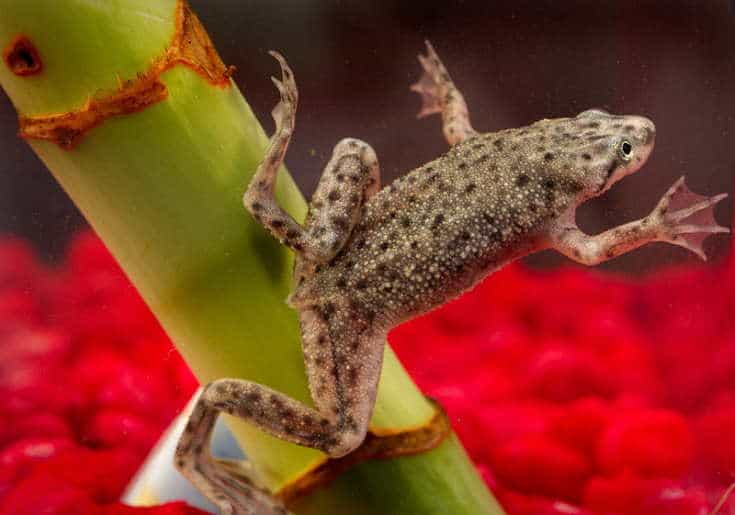 This photograph depicts an African dwarf frog, Hymenochirus boettgeri.