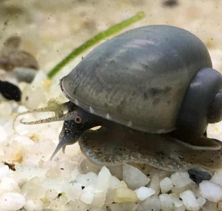SevenSeaSupply 3 Live Mystery Gold Apple Fresh Water Aquarium Snail
