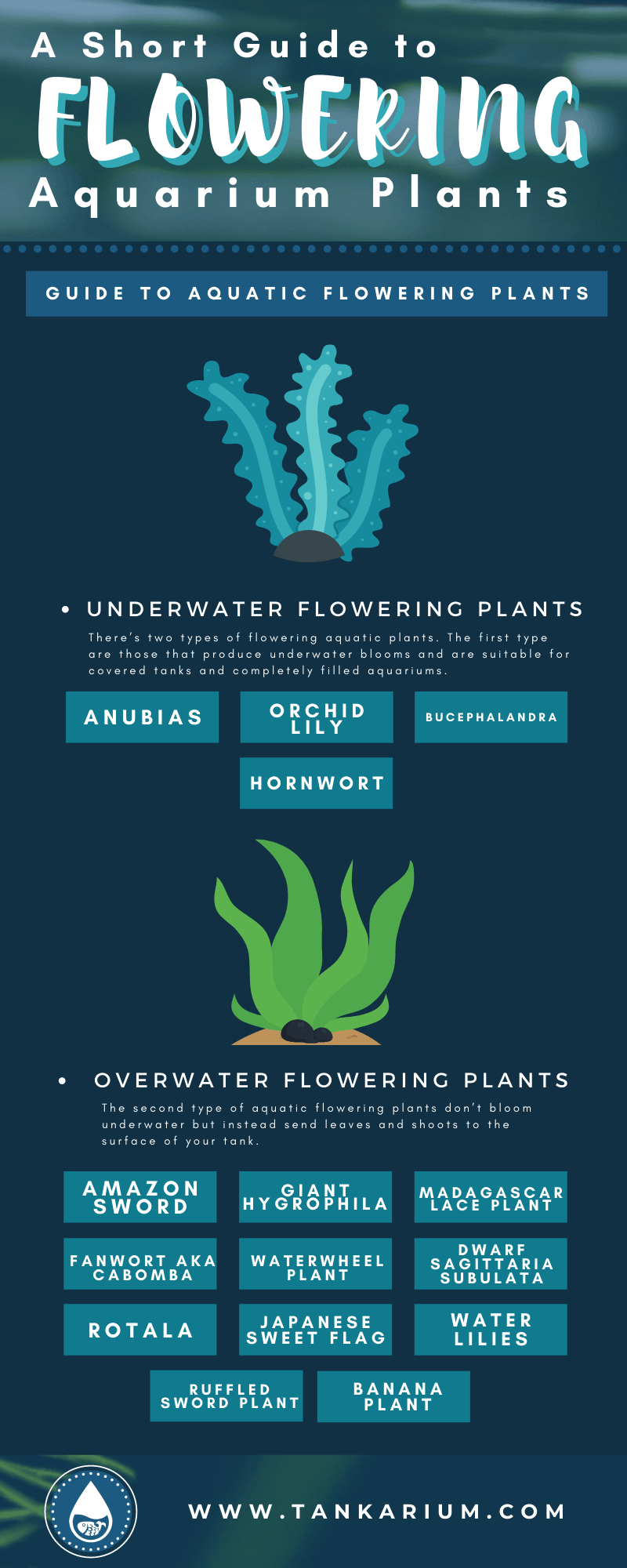 A Short Guide to Flowering Aquarium Plants-infographics