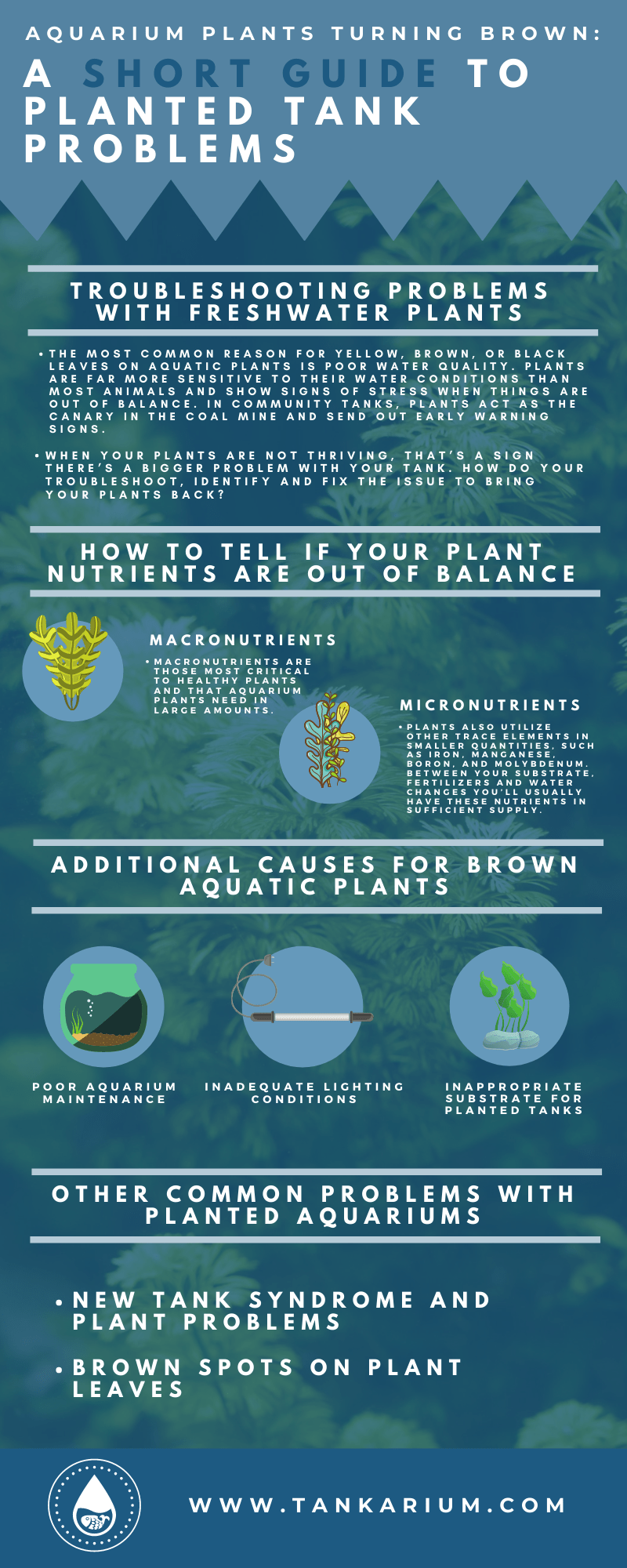 Aquarium Plants Turning Brown? A Short Guide to Planted Tank Problems - Infographic