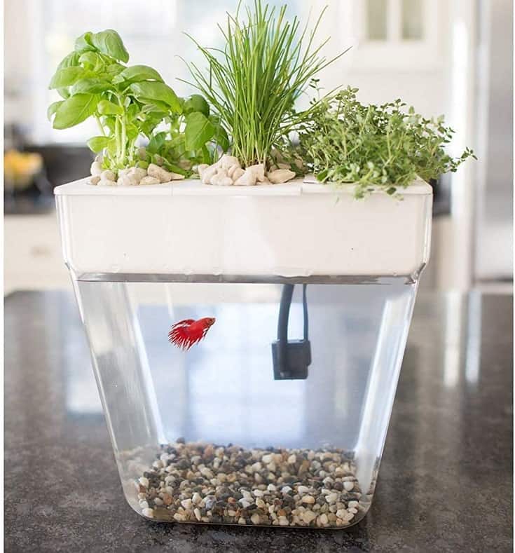 Back to the Roots Water Garden, Self-Cleaning Fish Tank That Grows Food, Mini Aquaponic Ecosystem (Great Gardening Gift & Family Project)