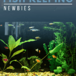 Best Aquariums For Fish Keeping Newbies - Pin