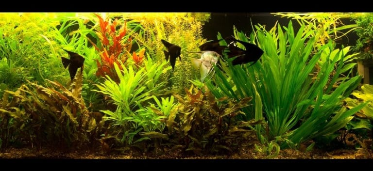 Beautiful aquarium tank with black angel fishes and aqua plants.