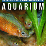 Best Fish Species For A Cold, Freshwater Aquarium - Pin