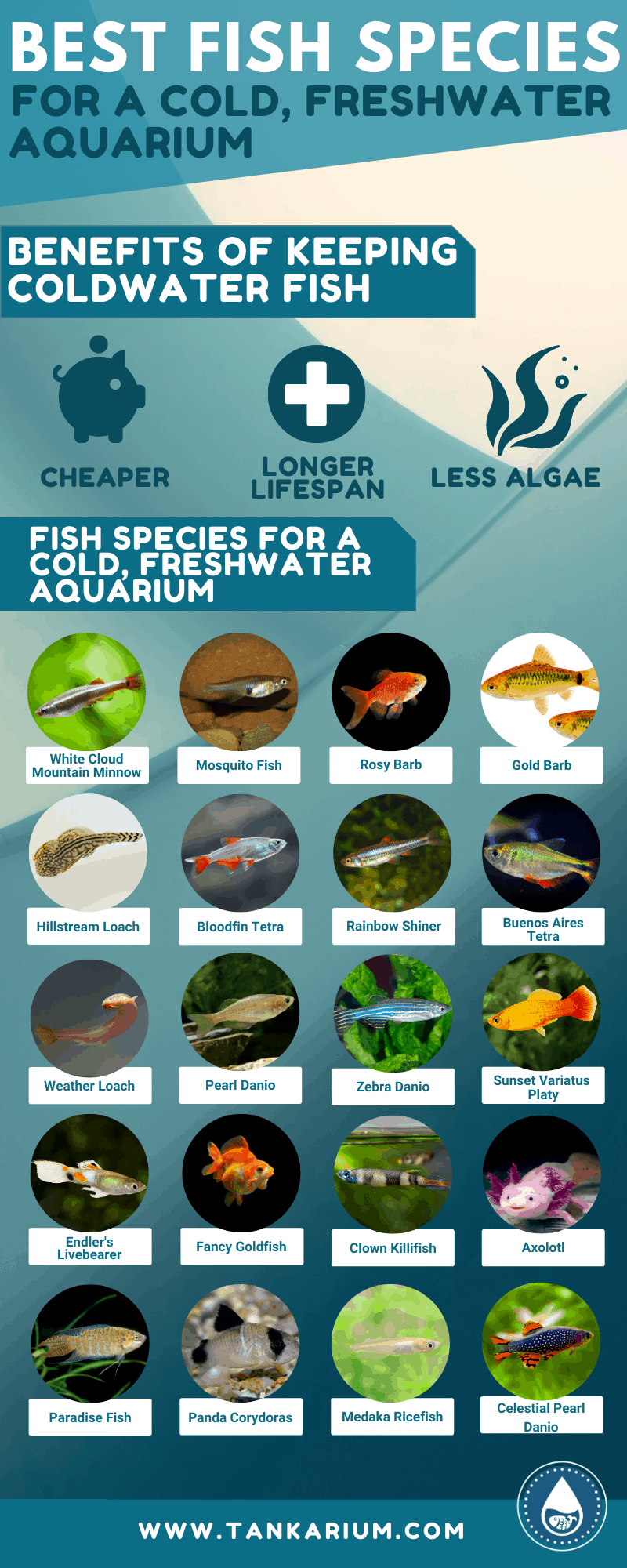 Best Fish Species For A Cold, Freshwater Aquarium - Infographic