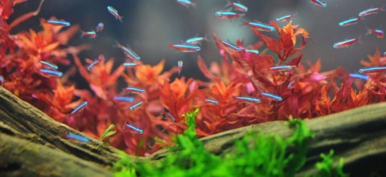 Small fishes swimming in the aquarium with plants