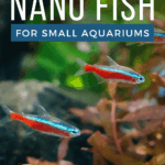 Best Nano Fish for Small Aquariums - pin